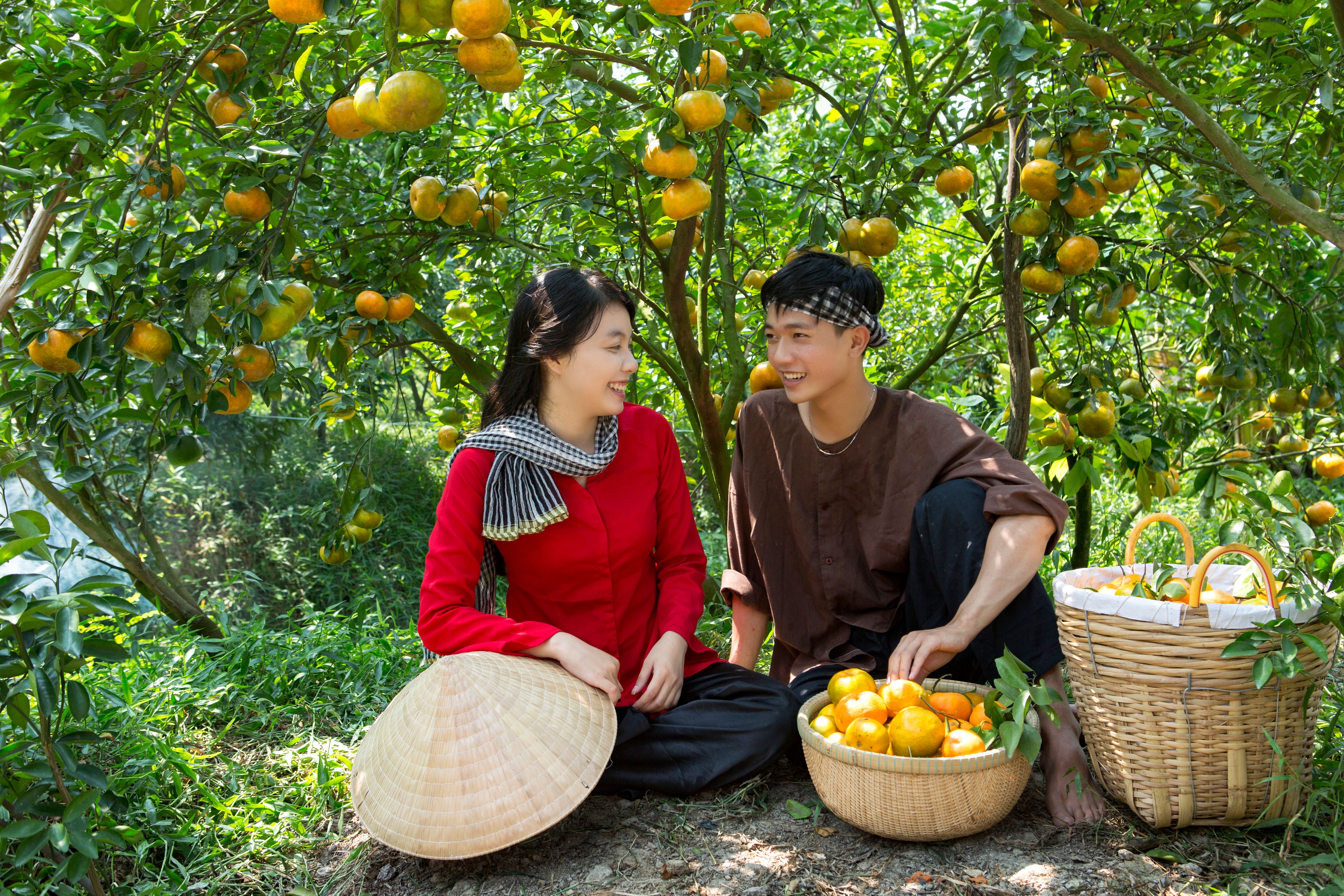 Mature citrus grove